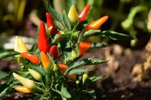 Comment faire pousser du piment : guide complet pour débutants