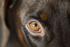 Comment savoir si vous avez coupé la griffe de votre chien trop court ?