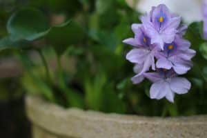 Moisissure dans pot de fleur : causes et solutions