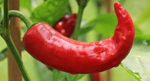 Comment faire pousser du piment : guide complet pour débutants