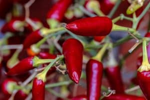 Comment faire pousser du piment : guide complet pour débutants