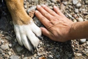 Comment savoir si vous avez coupé la griffe de votre chien trop court ?