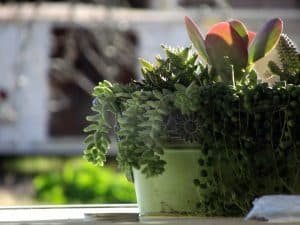 Moisissure dans pot de fleur : causes et solutions