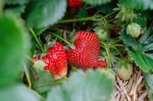 Quand et comment tailler les fraisiers pour une meilleure récolte