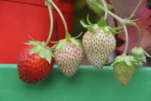 Quand et comment tailler les fraisiers pour une meilleure récolte